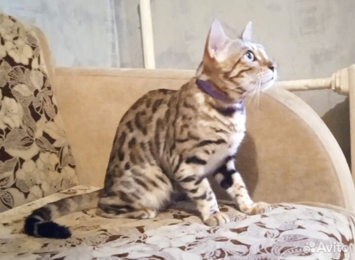 Бенгальская кошка бесплатно