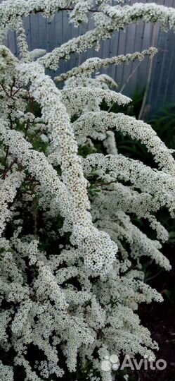 Спирея серая Греф Шейн