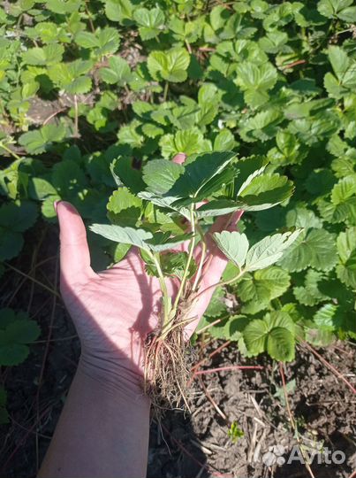 Рассада клубники Азия