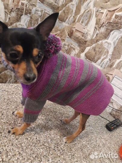 Одежда для собак