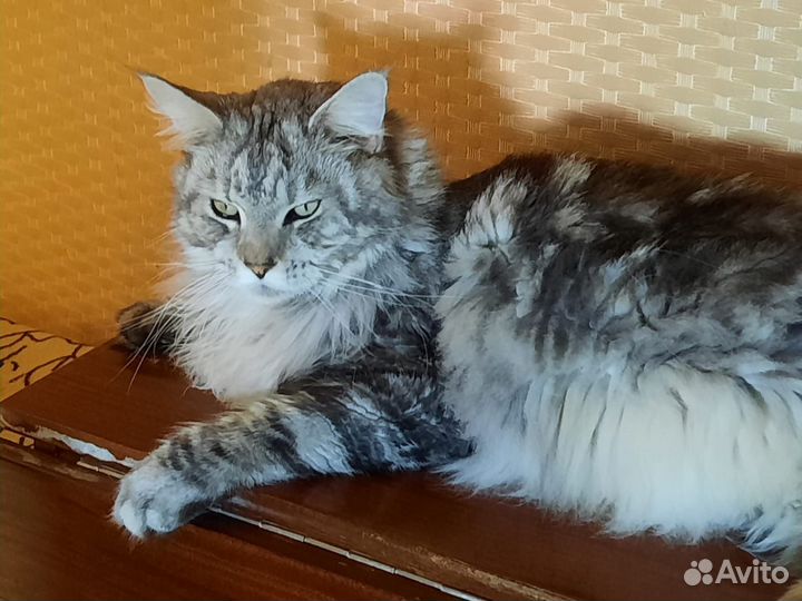 Мейн-кун бесплатно