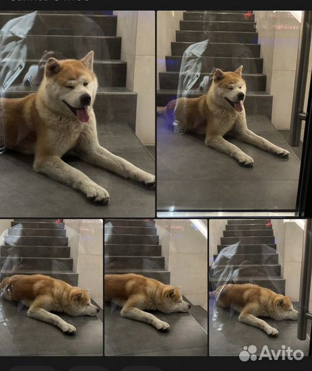 Пропала собака акита ину