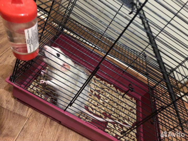 Крыса мальчик