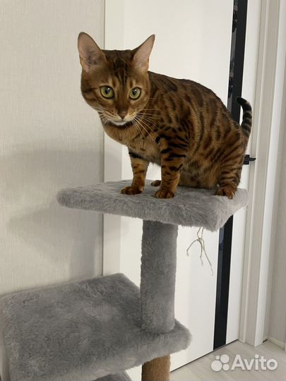 Бенгальская