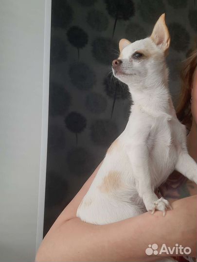 Вязка чихуахуа девочка