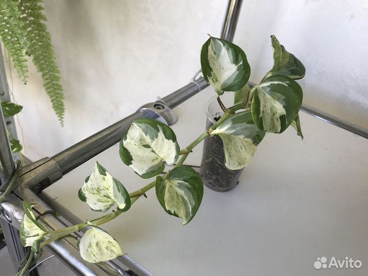 Сциндапсус и др