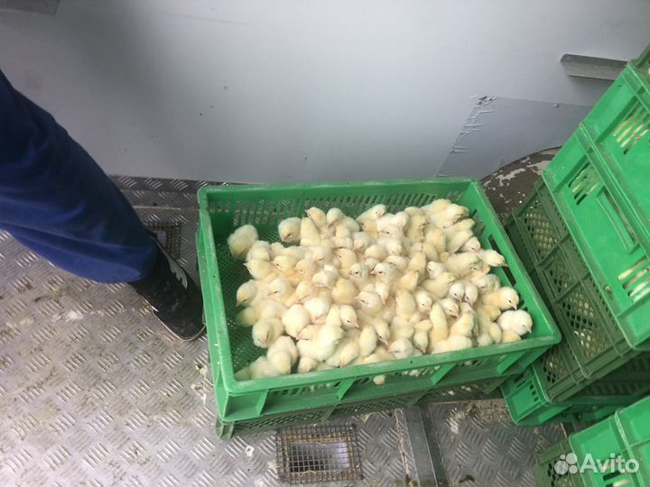 Птица оптом