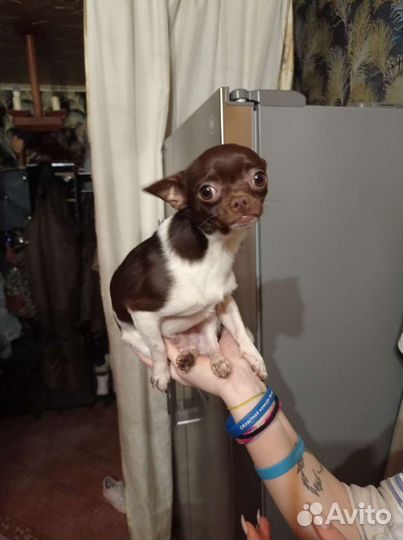 Вязка чихуахуа