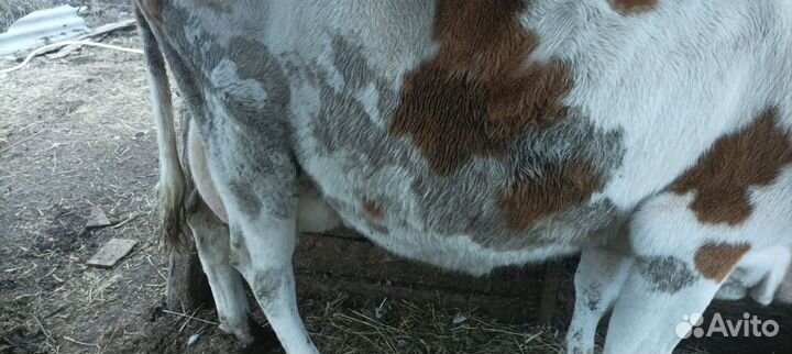 С/х животные коровы