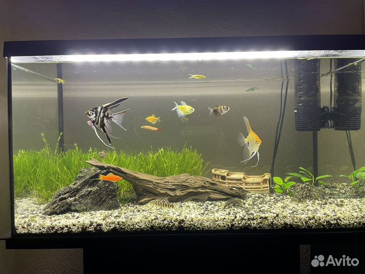 Аквариум 100л с тумбой и всем содержимым