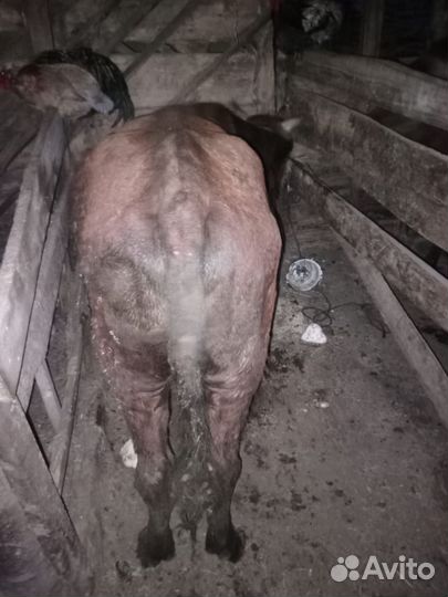 Продам быков