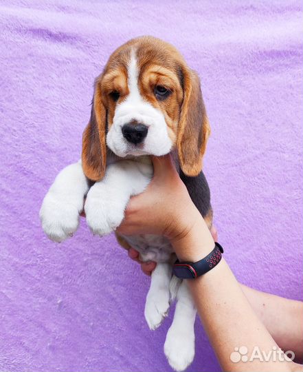 Щенки бигля. Питомник РКФ