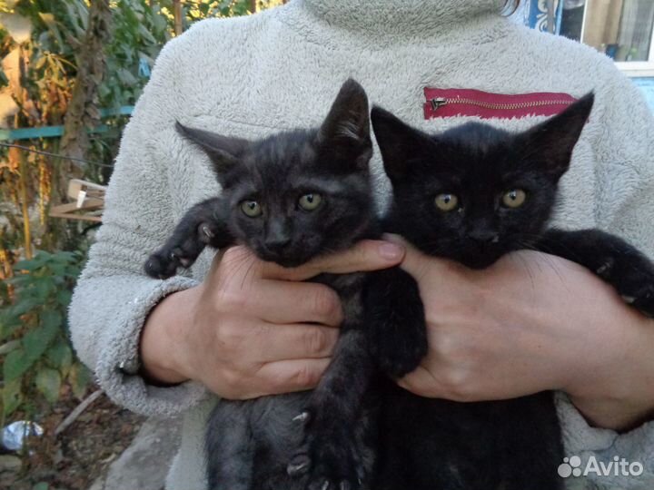 Отдам в добрые руки котенка (мальчика)