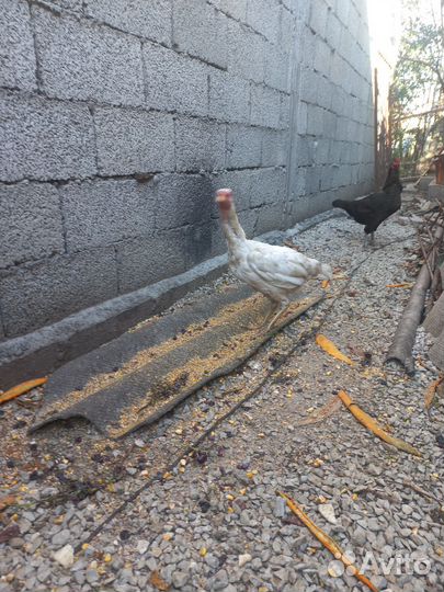 Бойцовые куры