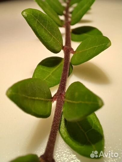 Жимолость шапочная, вечно зелёный кустарник