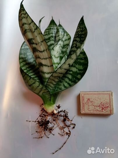 Сансевиерия ханни