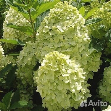 Гортензии метельчатые