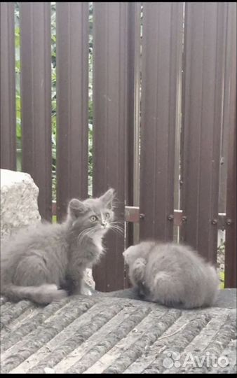 Котенок в дар бесплатно