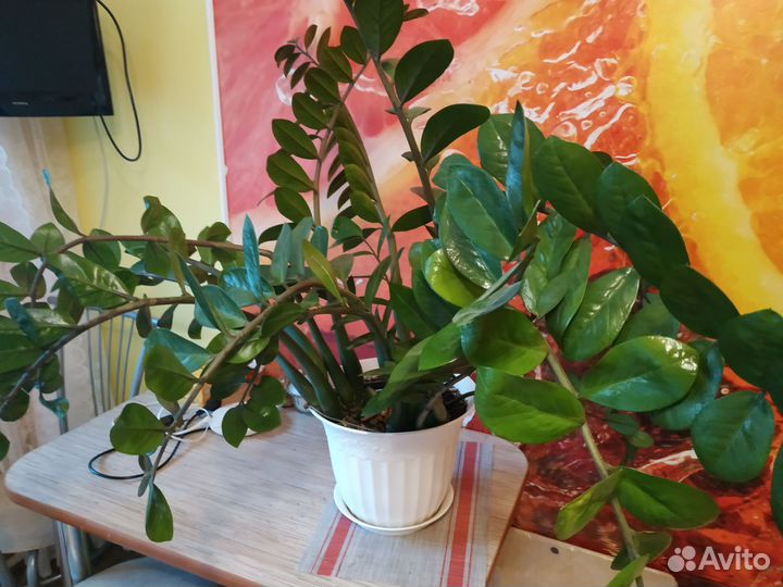 Замиокулькас