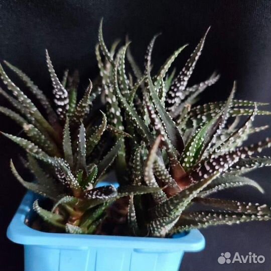 Суккуленты - продажа/обмен