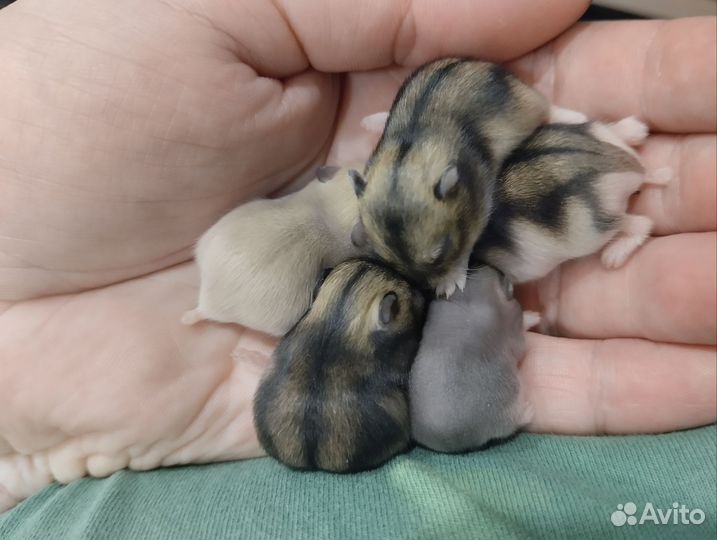 Джунгарский хомяк