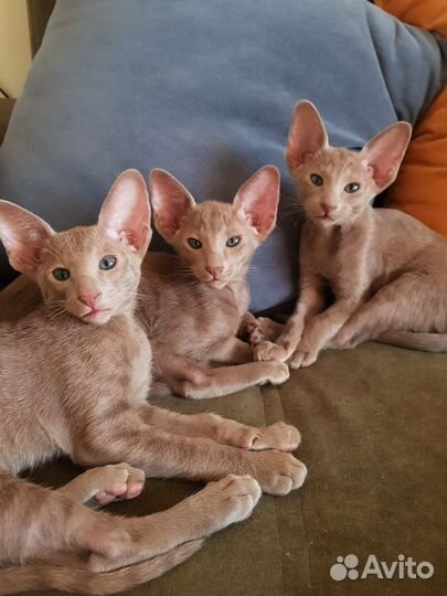 Ориентальные котята
