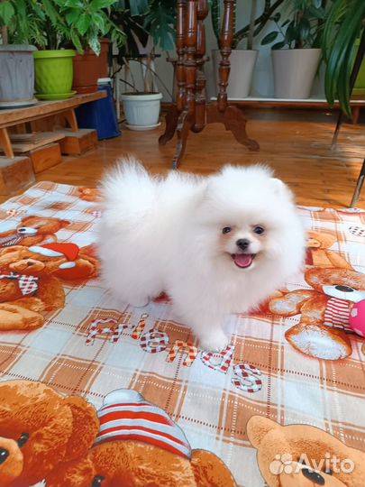 Суперпушистик