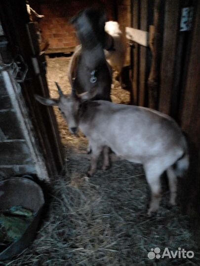 Коза ломанча