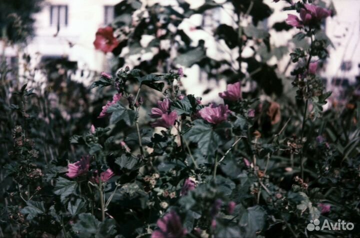 Фотоплёнки разные