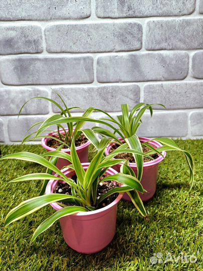 Хлорофитум