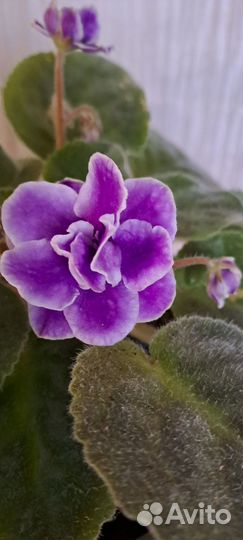 Цветущие фиалки