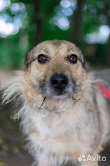 Верный собака из приюта, в добрые руки