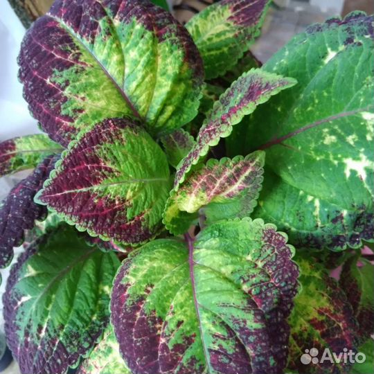 Колеусы вегетативные. 