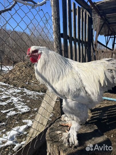 Петух на племя