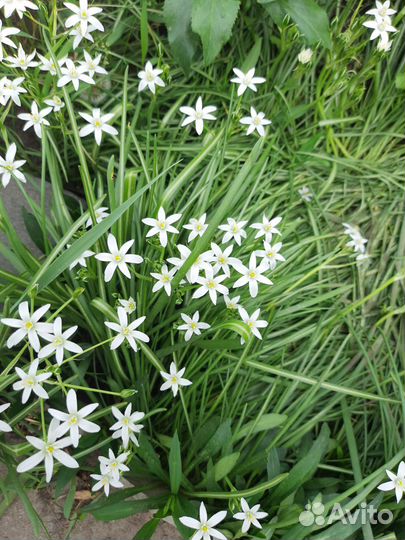 Птицемлечник