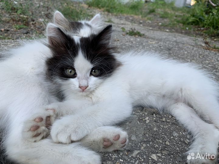 Котята в добрые руки