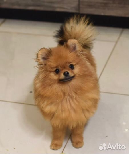 Померанский шпиц