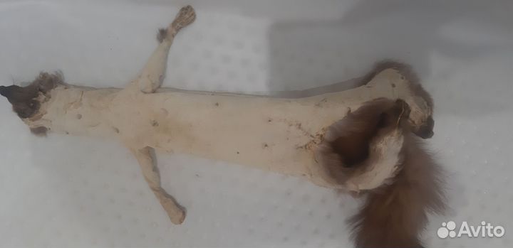 Продам шкуры куницы