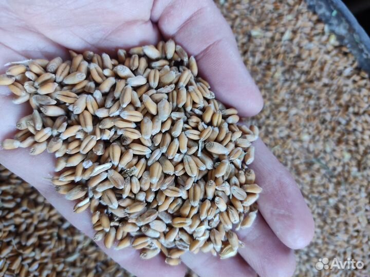Зерно пшеница