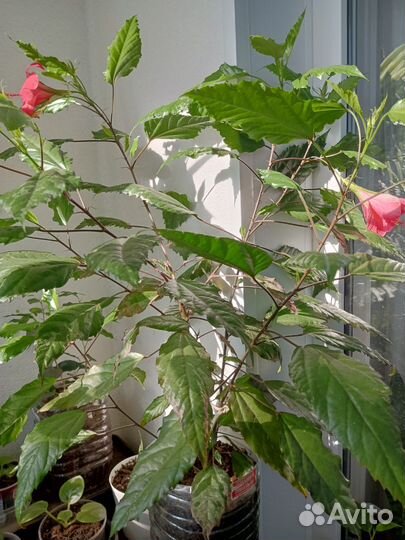 Гибискус Купера 