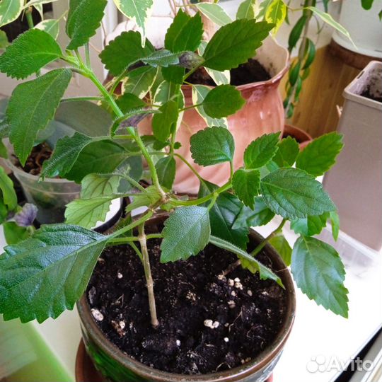 Комнатные цветы