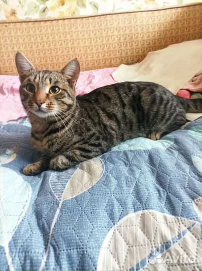Бенгальский кот в добрые руки
