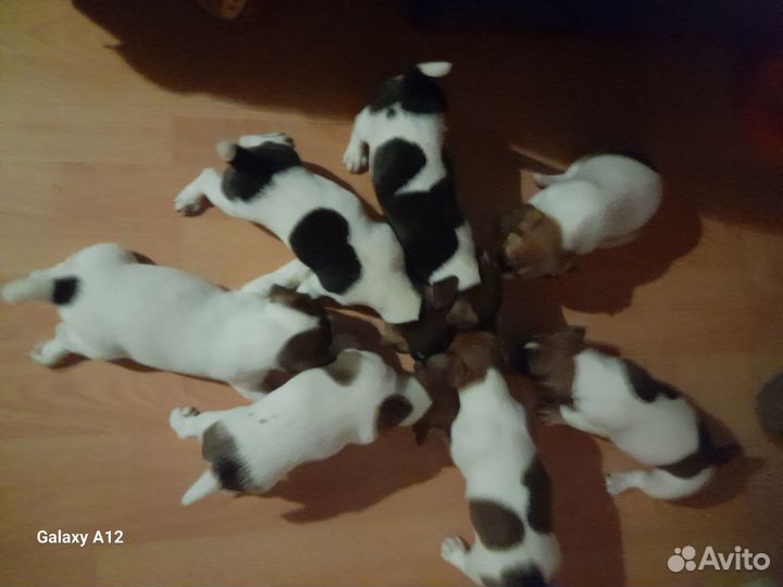 Джек рассел терьер