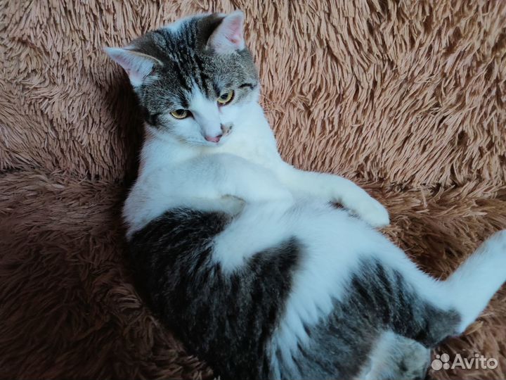 Серо-белый котик