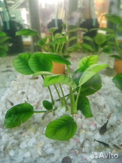 Аквариумные рыбки