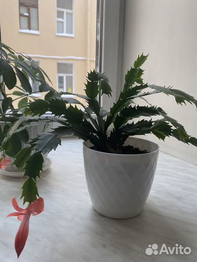 Декабрист (шлюмбергера)