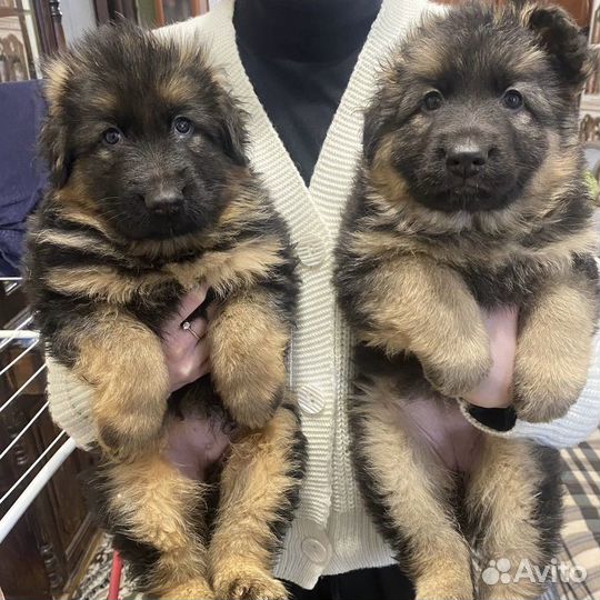 Щенки немецкой овчарки