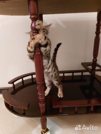 Бенгальские котята