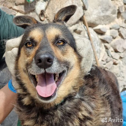 Софа ищет дом