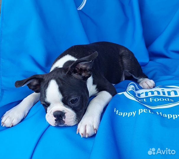 Бостон терьер -щенки